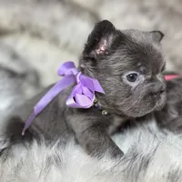 Cindy, a female French Bulldog for sale in Augusta, GA – Photo 5 of 9