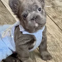 Cindy, a female French Bulldog for sale in Augusta, GA – Photo 1 of 9