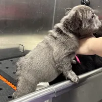 Cindy, a female French Bulldog for sale in Augusta, GA – Photo 8 of 9