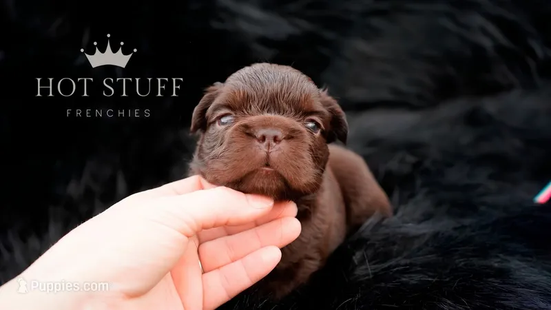 Kingpin | Rojo | Fluffy | French Bulldog  – French Bulldog puppy for sale in Augusta, GA