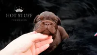 Kingpin | Rojo | Fluffy | French Bulldog , a male French Bulldog for sale in Augusta, GA – 1 of 4