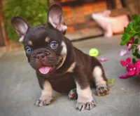 Gunner , a male French Bulldog for sale in Augusta, GA – 2 of 4