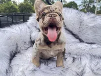 Cash , a male French Bulldog for sale in Augusta, GA – 3 of 4