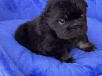 Maverick, a male French Bulldog for sale in Augusta, GA – 4 of 4