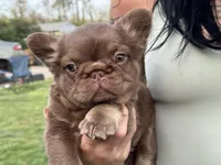 Mai Tai , a female French Bulldog for sale in Augusta, GA – Photo 9 of 9