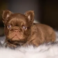 Mai Tai , a female French Bulldog for sale in Augusta, GA – Photo 2 of 3