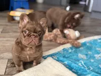 Mai Tai , a female French Bulldog for sale in Augusta, GA – Photo 5 of 9