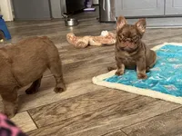 Mai Tai , a female French Bulldog for sale in Augusta, GA – Photo 6 of 9