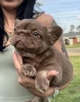 Mai Tai , a female French Bulldog for sale in Augusta, GA – Photo 8 of 9