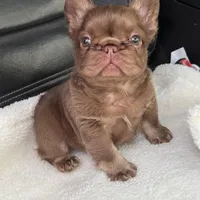 Mai Tai , a female French Bulldog for sale in Augusta, GA – Photo 1 of 3