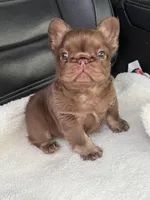 Mai Tai , a female French Bulldog for sale in Augusta, GA – Photo 1 of 3