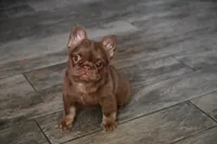 Mai Tai , a female French Bulldog for sale in Augusta, GA – Photo 4 of 9