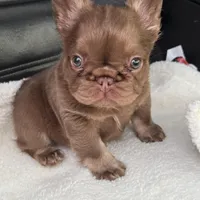 Mai Tai , a female French Bulldog for sale in Augusta, GA – Photo 3 of 3