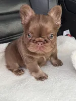 Mai Tai , a female French Bulldog for sale in Augusta, GA – Photo 3 of 3