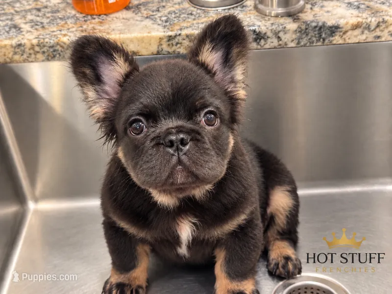Shy Baby | AKC Registered Fluffy French Bulldog Puppy | Ready Now – French Bulldog puppy for sale in Augusta, GA