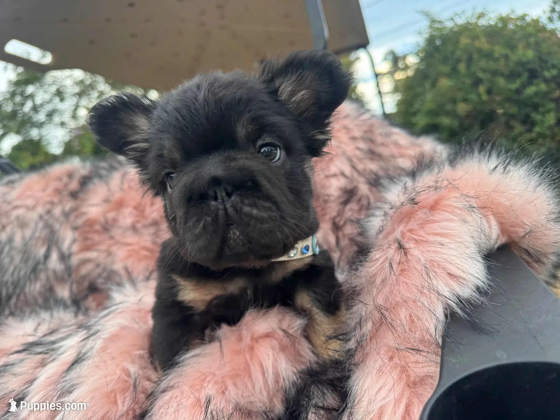 Mr. Confident , a male French Bulldog for sale in Augusta, GA – 2 of 9
