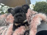 Mr. Confident , a male French Bulldog for sale in Augusta, GA – 3 of 7