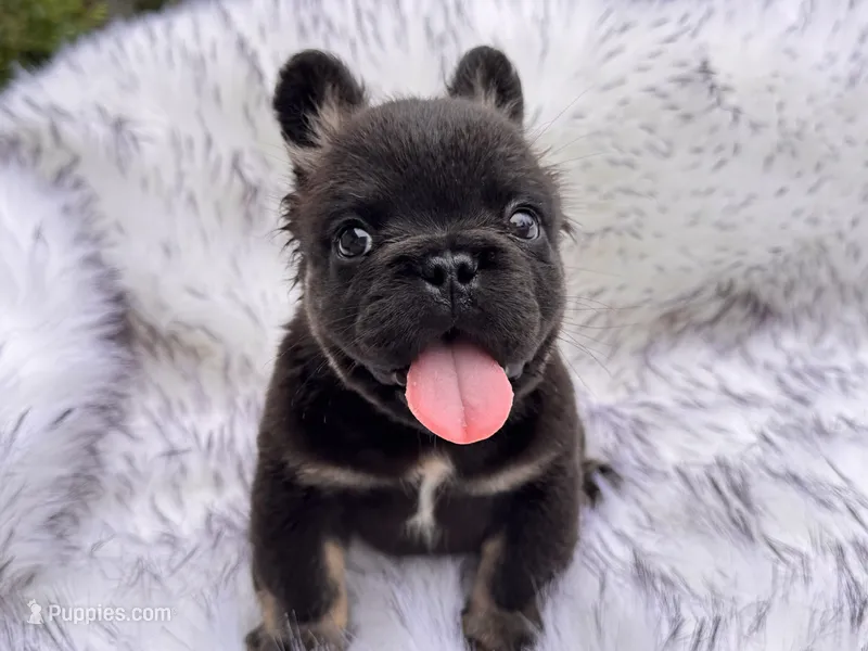 Shy Baby  – French Bulldog puppy for sale in Augusta, GA