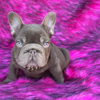 Henry, a male French Bulldog for sale in Augusta, GA – Photo 5 of 8