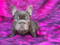 Henry, a male French Bulldog for sale in Augusta, GA – Photo 5 of 8