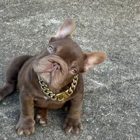 Henry, a male French Bulldog for sale in Augusta, GA – Photo 7 of 8