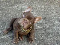 Henry, a male French Bulldog for sale in Augusta, GA – Photo 7 of 8