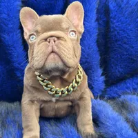 Henry, a male French Bulldog for sale in Augusta, GA – Photo 1 of 8