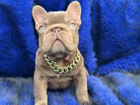 Henry, a male French Bulldog for sale in Augusta, GA – Photo 1 of 8