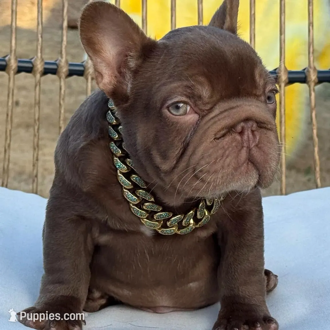 Henry, a male French Bulldog for sale in Augusta, GA – Photo 6 of 8