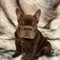 Henry, a male French Bulldog for sale in Augusta, GA – Photo 3 of 8