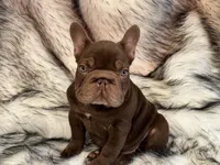 Henry, a male French Bulldog for sale in Augusta, GA – Photo 3 of 8