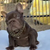 Henry, a male French Bulldog for sale in Augusta, GA – Photo 4 of 8