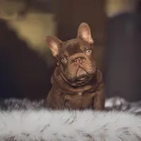 Henry, a male French Bulldog for sale in Augusta, GA – Photo 2 of 8