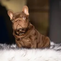 Henry, a male French Bulldog for sale in Augusta, GA – Photo 8 of 8