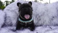 Shy Baby | AKC Registered Fluffy French Bulldog Puppy | Ready Now, a male French Bulldog for sale in Augusta, GA – 6 of 7