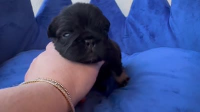 Ace, a male French Bulldog for sale in Augusta, GA – 3 of 3
