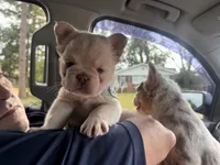 Polar Bear | French Bulldog Puppy | Fluffy | New Shade , a male French Bulldog for sale in Augusta, GA – 6 of 6