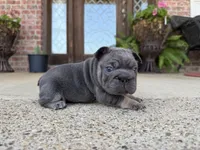 Sunshine | Lilac and Tan Female Frenchie Puppy, a female French Bulldog for sale in Augusta, GA – 2 of 3