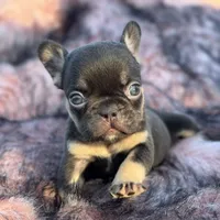 Pumpkin, a female French Bulldog for sale in Augusta, GA – Photo 3 of 3