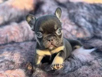 Pumpkin, a female French Bulldog for sale in Augusta, GA – Photo 3 of 3