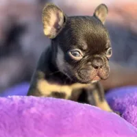 Pumpkin, a female French Bulldog for sale in Augusta, GA – Photo 2 of 3