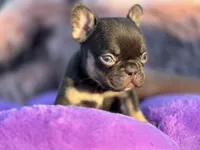 Pumpkin, a female French Bulldog for sale in Augusta, GA – Photo 2 of 3