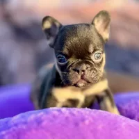 Pumpkin, a female French Bulldog for sale in Augusta, GA – Photo 1 of 3