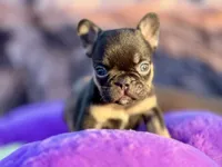 Pumpkin, a female French Bulldog for sale in Augusta, GA – Photo 1 of 3