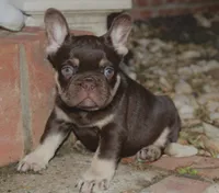 Gunner , a male French Bulldog for sale in Augusta, GA – 3 of 4