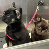 Tom Cruise, a male French Bulldog for sale in Augusta, GA – Photo 6 of 7