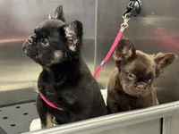 Tom Cruise, a male French Bulldog for sale in Augusta, GA – Photo 6 of 7