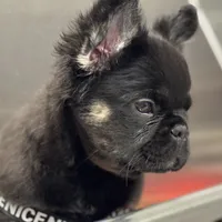 Tom Cruise, a male French Bulldog for sale in Augusta, GA – Photo 4 of 7