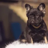 Tom Cruise, a male French Bulldog for sale in Augusta, GA – Photo 7 of 7