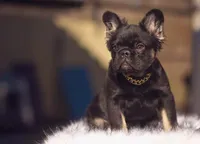 Tom Cruise, a male French Bulldog for sale in Augusta, GA – Photo 7 of 7